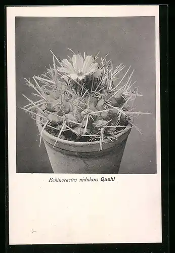 AK Kaktus mit Blüte, Echinocactus nidulans Quehl