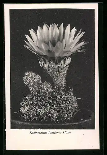 AK Kaktus der Art Echinocactus concinnus Monv