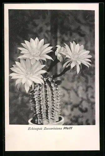 AK Kaktus der Art Echinopsis Zuccariniana Pfeiff