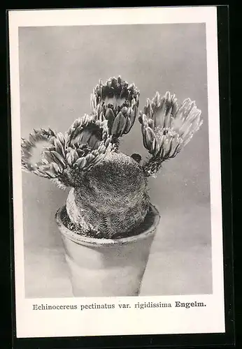 AK Kaktus mit grossen Blüten in Topf, Engelm, Echinocereus pectinatus var. rigidissima