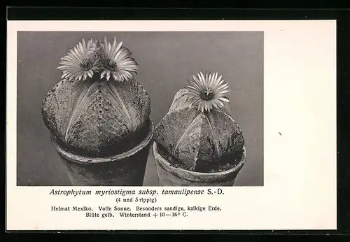 AK Kaktus der Art Astrophytum myriostigma subsp. tamaulipense