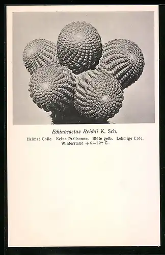 AK Kaktus Echinocactus Reichii K. Sch.