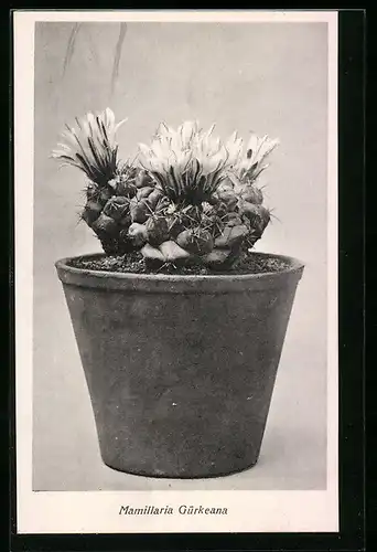 AK Kaktus der Art Mamillaria Gürkeana