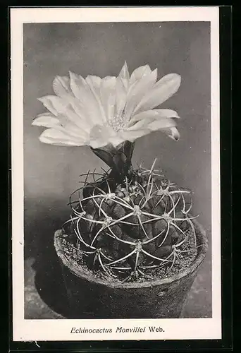 AK Kaktus der Art Echinocactus Monvillei Web. in Blüte