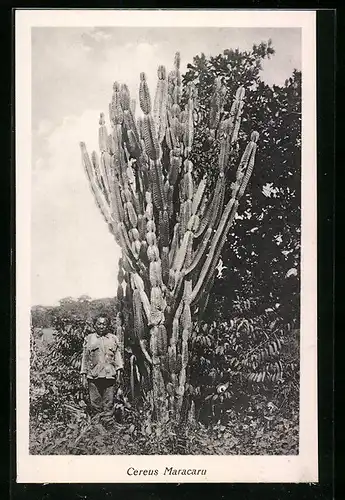 AK Kaktus der Art Cereus Maracaru