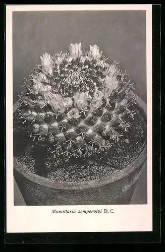 AK Kaktus der Art Mamillaria sempervivi D. C.