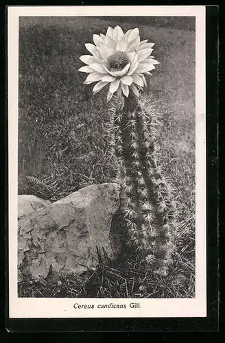 AK Kaktus der Art Cereus candicans Gill. in Blüte