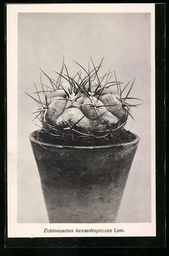 AK Kaktus der Art Echinocactus hexaedrophorus Lem.