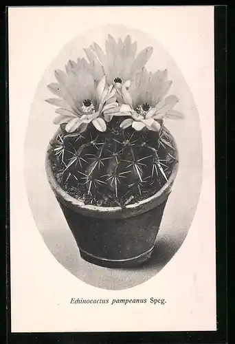 AK Kaktus Echinocactus pampeanus Speg mit grossen Blüten