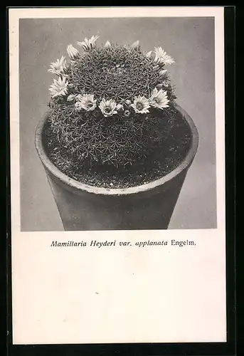AK Kaktus Mamillaria Heyderi var. applanata Engelm mit Blütenkranz
