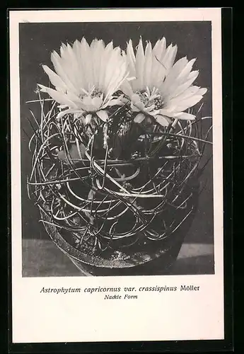 AK Kaktus Astrophytum capricornus var. crassispinus Möller, nackte Form mit Blüte