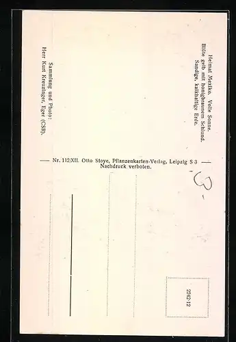 AK Kaktus Astrophytum capricornus var. crassispinus Möller, nackte Form mit Blüte