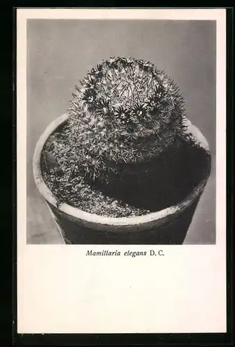 AK Kaktus Mamillaria elegans D. C.