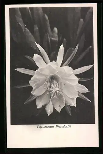 AK Kaktus Phyllocactus Pfersdorffi mit grosser Blüte