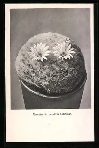 AK Kaktus Mamillaria candida Scheidw mit zwei Blüten