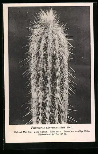 AK Kaktus der Art Pilocereus chrysacanthus Web.