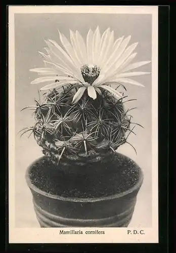 AK Kaktus der Art Mamillaria cornifera