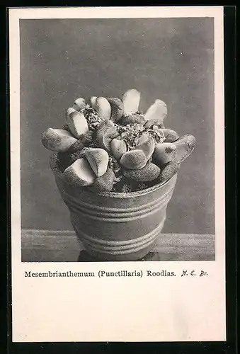 AK Kaktus Mesembrianthemum Roodias