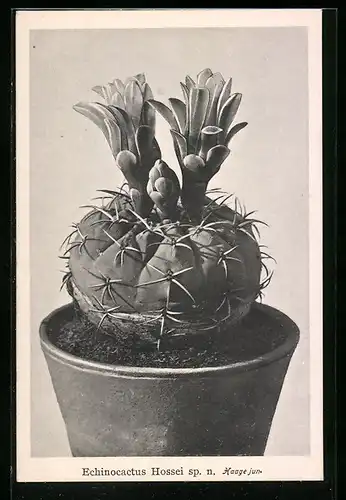 AK Echinocactus Hossei aus den Kulturen der Firma Friedrich Adolph Haage in Erfurt