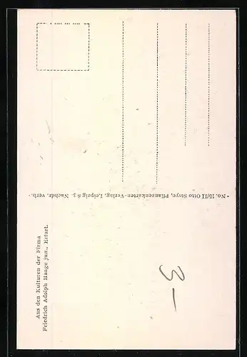 AK Echinocactus Hossei aus den Kulturen der Firma Friedrich Adolph Haage in Erfurt