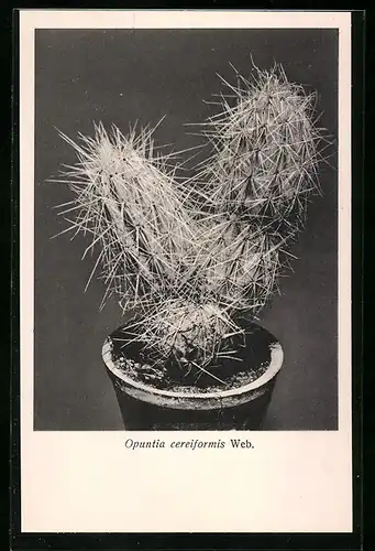 AK Kaktus der Art Opuntia cereiformis Web.