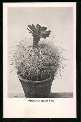 AK Kaktus Mamillaria senilis Lodd mit hoher Blüte