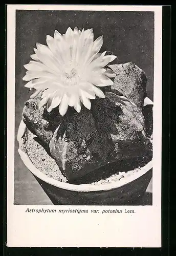 AK Kaktus der Art Astrophytum myriostigma var. potosina Lem. in Blüte