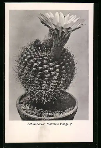 AK Kaktus der Art Echinocactus tabularis Haage jr. in Blüte