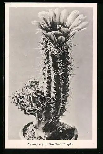 AK Kaktus der Art Echinocereus Fendleri Rümpler in Blüte