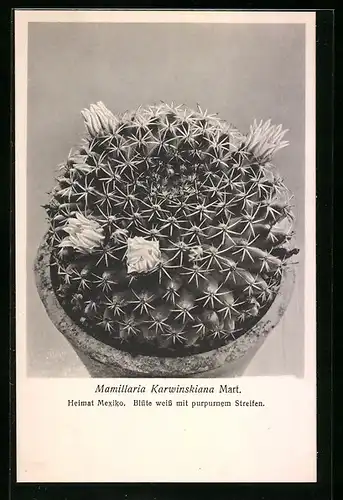 AK Kaktus der Art Mamillaria Karwinskiana Mart. in Blüte