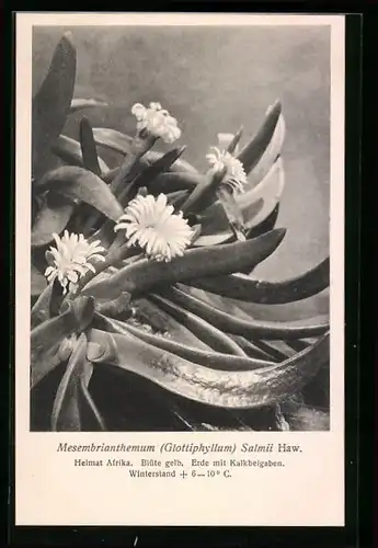 AK Mesembrianthemum (Glottiphyllum) Salmii Haw., afrikanischer Kaktus