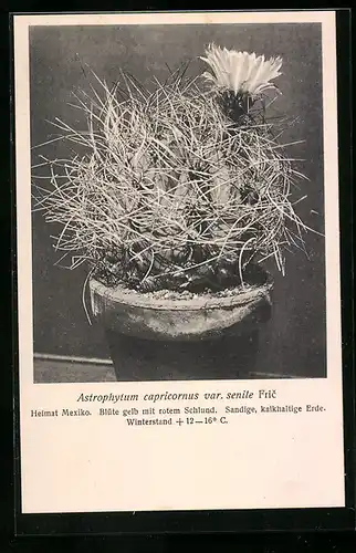 AK Kaktus der Art Astrophytum capricornus var. senile Fric in Blüte