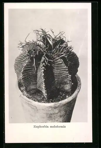 AK Kaktus in Topf, Euphorbia meloformis