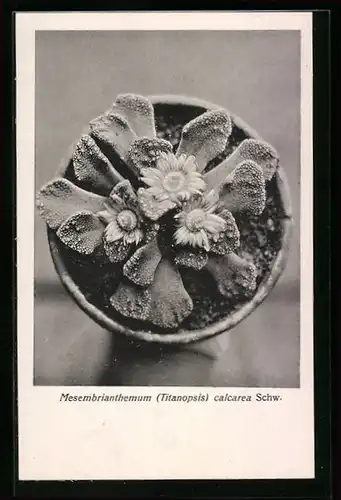 AK Kaktus mit Blüten von oben, Mesembrianthemum calcarea Schw.