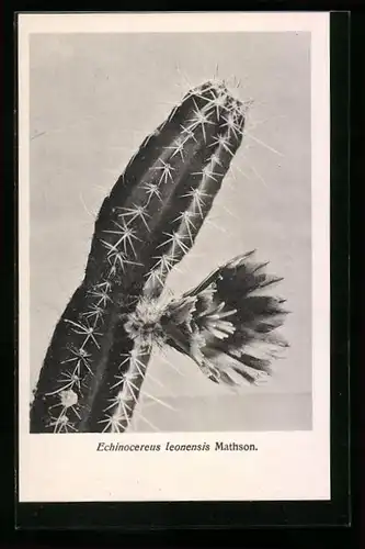 AK Kaktus der Art Echinocereus leonensis Mathson in Blüte
