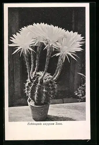 AK Kaktus der Art Echinopsis oxygona Zucc. in Blüte