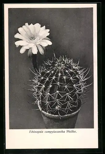 AK Kaktus der Art Echinopsis campylacantha Pfeiffer in Blüte