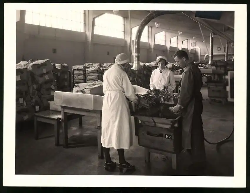 43 Fotografien Reemtsma Tabakfabrik Hamburg, Tabakverarbeitung, Werk, Zigarettenfabrik, Trockenstempel Franz Rompel, HH 2