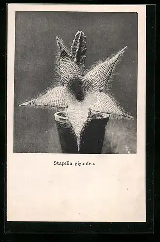 AK Erfurt, Firma Friedrich Adolph Haage jun., Stapelia gigantea, Kaktus