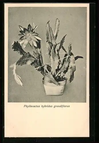 AK Phyllocactus hybridus grandiflorus, Kaktus