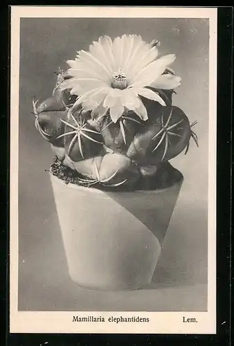 AK Mamillaria elephantidens aus den Kulturen der Firma Friedrich Adolph Haage in Erfurt