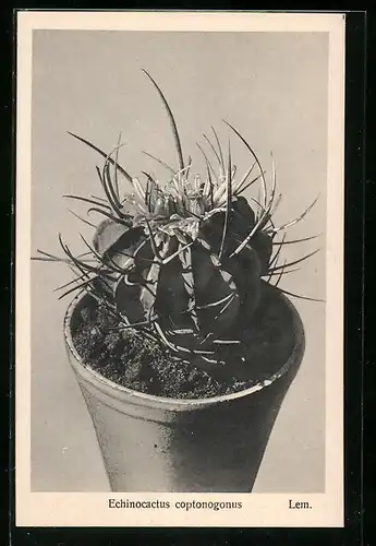 AK Erfurt, Firma Friedrich Adolph Haage jun., Echinocactus coptonogonus Lem., Kaktus