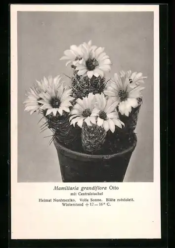 AK Erfurt, Firma Friedrich Adolph Haage jun., Mamillaria grandiflora Otto mit Centralstachel, Kaktus