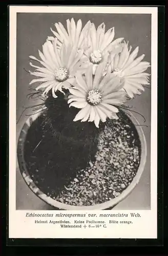 AK Echinocactus microspermus var. macrancistra Web., Kaktus
