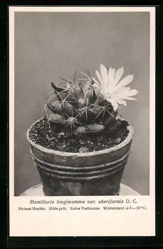 AK Erfurt, Firma Friedrich Adolph Haage jun., Mamillaria longimamma var. uberiformis D. C., Kaktus