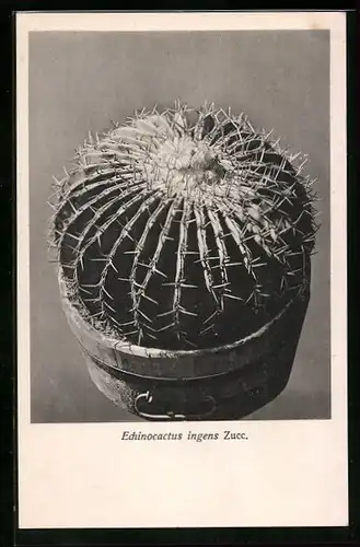 AK Erfurt, Firma Friedrich Adolph Haage jun., Echinocactus ingens Zucc., Kaktus