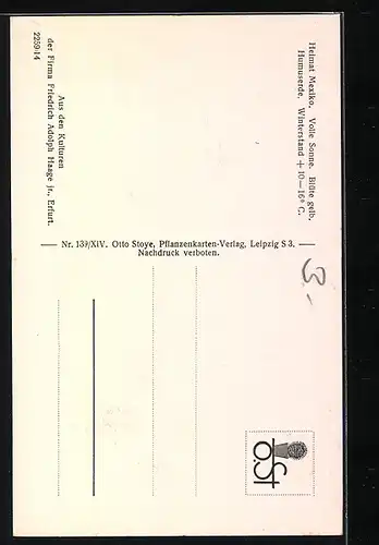 AK Erfurt, Firma Friedrich Adolph Haage jun., Echinocactus ingens Zucc., Kaktus