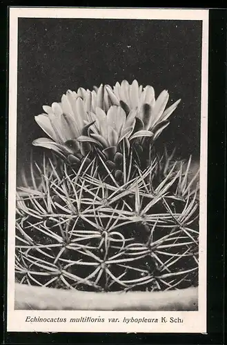 AK Erfurt, Firma Friedrich Adolph Haage jun., Echinocactus multiflorus var. hybopleura K. Sch., Kaktus
