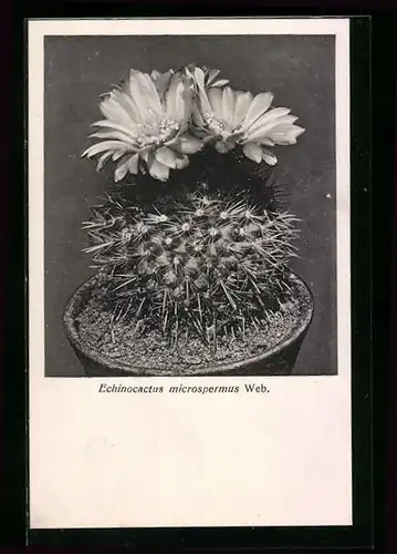 AK Erfurt, Firma Friedrich Adolph Haage jun., Echinocactus microspermus Web., Kaktus