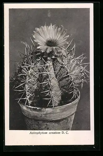 AK Erfurt, Firma Friedrich Adolph Haage jun., Astrophytum ornatum D. C., Kaktus